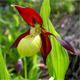 Cypripedium calceolus